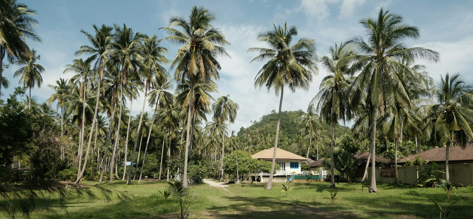 蘇美島的椰林與一間熱帶住宅